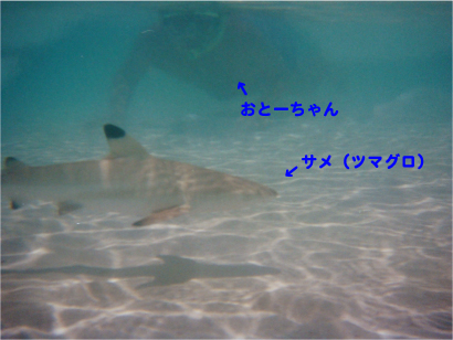 おとーちゃんとサメ.jpg