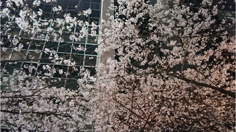 桜～東京駅～.png