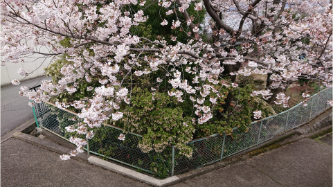 病院前の桜.png